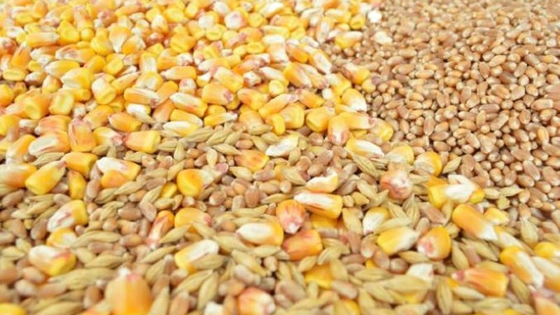 Ukinuta zabrana izvoza pšenice i kukuruza